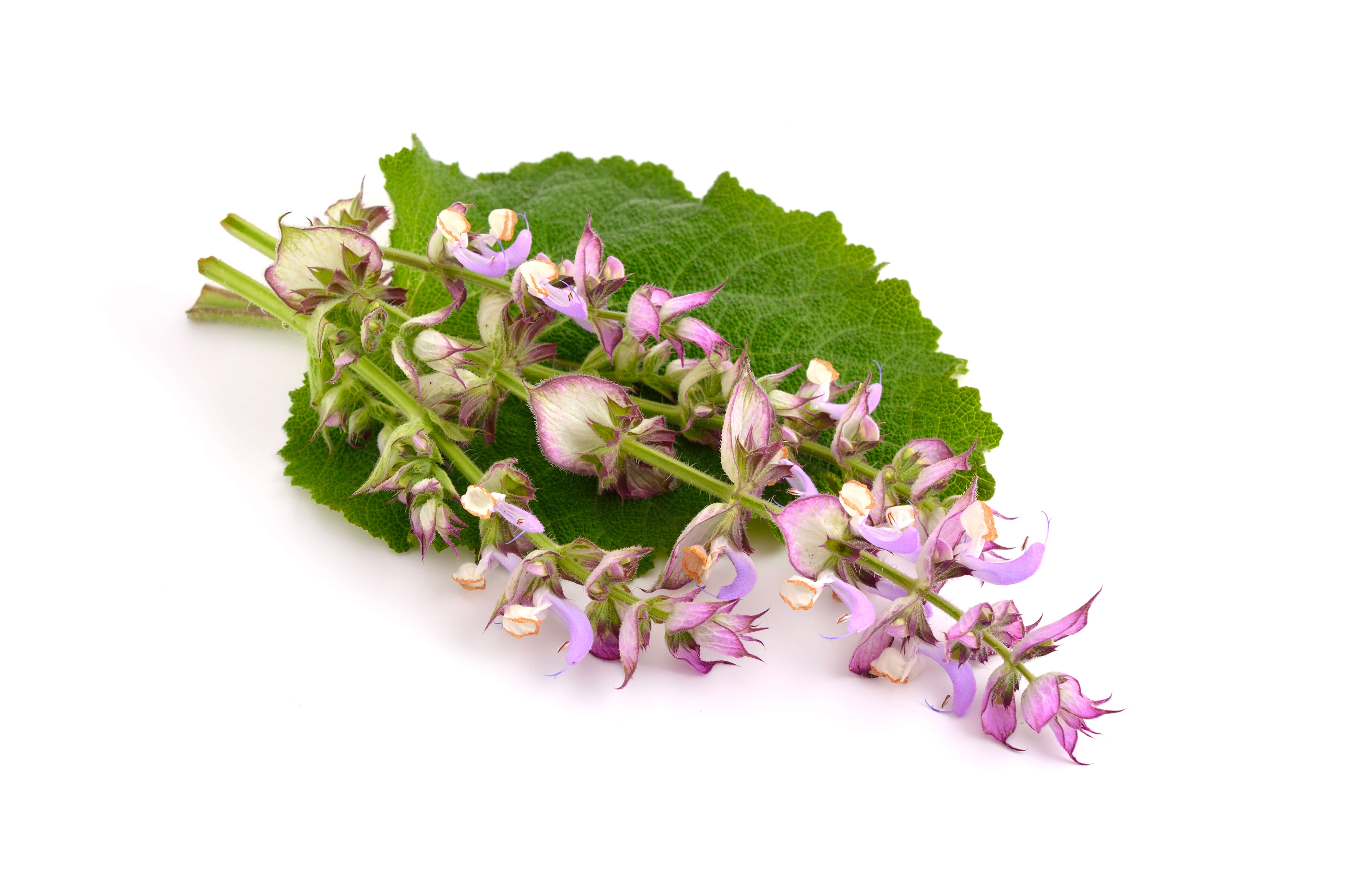 Clary sage best sale and patchouli